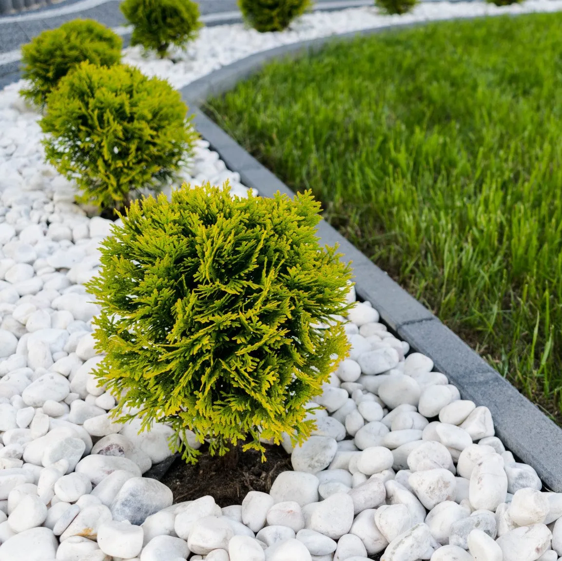 shrubs
